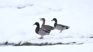 Neve & Acquatici 2020 - Snow & Waterfowl 2020