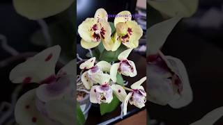 Где и как купить? Бабочка Альбуфейра, как попала в коллекцию #shorts #orchids #peloric #орхидея