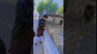 🥰🎉🎉 #video #videos #viral #pyarerizwan07 #animal #animallover #shorts #viral