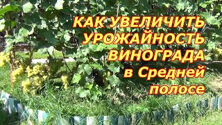 Как увеличить урожайность винограда в Средней полосе