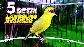 5 detik lawan langsung nyamber || ciak jos kecial kuning gacor pancing bunyi