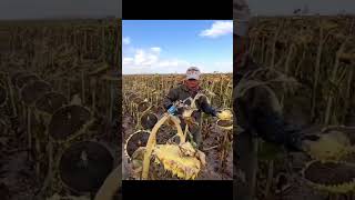 Harvesting sunflower #shorts #harvesting #sunflower #agriculture #doyoulikeit #amazing #fun #tryit