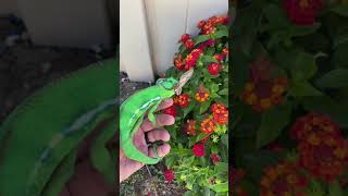 A chameleon's Meal #tiktok #animal #chameleon #shorts