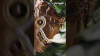 Spesies Kupu-kupu Paling Beracun di Dunia #KupuKupu #butterfly #monark #BlueButterfly #viral #shorts