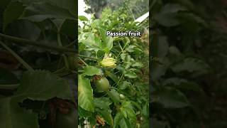 Nutative fruit passion fruit #kodaikanal #south #letest #tamil #kodaikanalhills #visiting