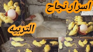 تربيه البط ده صنعه مش اي حد يربي بط وياخذ منه انتاج واوزان