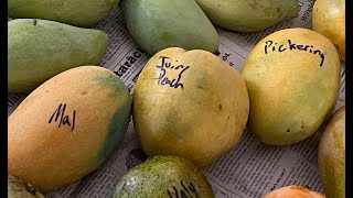 Juicy Peach Mango - Tasting Florida Mangos