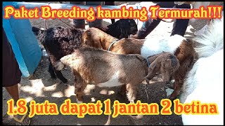 Review Harga kambing Pasar Pon Brenggolo tgl 29 Oktober 2023 || Update Tebaru pasar Pon Brenggolo