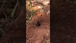 Great IQ using fire ants catching bugs for food #shorts