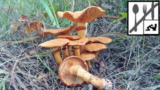 Łysak wspaniały (Gymnopilus junonius)