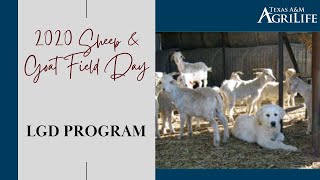 Sheep n Goat Field Day 2020 -  LGD Program