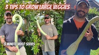 Tuesday Growing Tip: 3 Tips to Grow Large Vegetables || DHBG