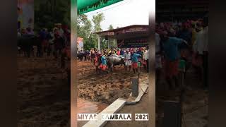 Miyar #kambala 2021|Balluda malla yerlu karek jappuna porl