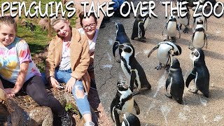 PENGUINS TOOK OVER THE ZOO... #SOUTH LAKES ZOO