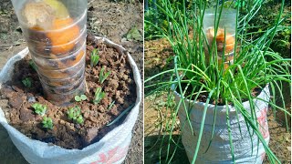 The idea of ​​​​using sacks to grow onions, using organic fertilizer from kitchen waste