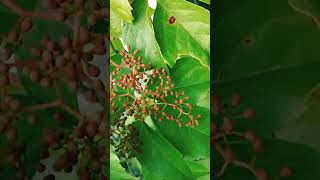 #fruitplant Growing blackberry update #yt #ytshorts #short