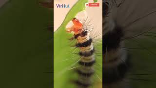 Leaf eating worm | #shorts #subscribe @VirHut1419