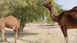 camels eating together fresh fruit | camels of desert