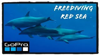 Freediving Red Sea - Freediving Safari