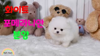 화이트 포메라니안 분양, white pomeranian puppy for sale.