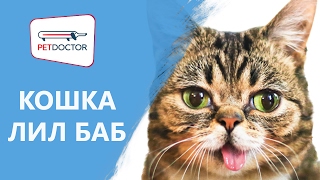 Кошка по кличке Лил Баб. Мнение ветеринарного врача PETDOCTOR