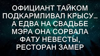 Официант тайком подкармливал крысу… А едва на свадьбе мэра она сорвала фату невесты, ресторан замер