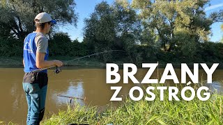 Odra i brzany z ostróg na feeder