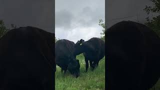 Black Angus cows