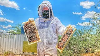 New beehive | Beekeeping for beginners