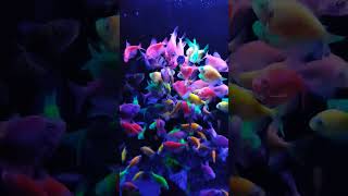 Rainbow of fish 🌈