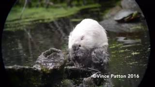 Scrub Scrub! Albino Nutria & 4 Young Get Their Faces Clean