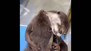 We all need a hug sometimes #otter #otteropet #hug #love #foryou #nature #animals #loving