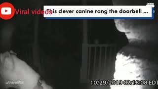 Dog rings the doorbell after getting locked out of the house