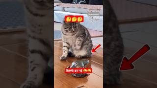 Cat Meowing🌹🐈🐈 Cat Sound | Cute Cat Videos  #shorts #cat #catlover