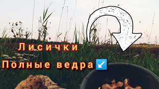 лисички.полные вёдра.