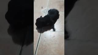 mostrando a mi perrita