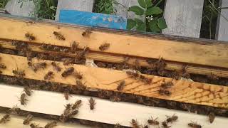 " 13 рой "     🐝  Пчеловодство в Ленинградской области 🐝