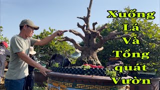 Ngày  xuống lá mai,và xử lý một số cây mai không chơi Tết,tổng quát lại vườn