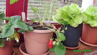 Faire pousser en pot ( fraises et laitues )