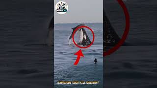 Enormous Orca Kills Dolphin! Shocking Sea Encounter Caught on Camera part 2 #amazing #movie