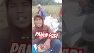 Panen Padi #petani #petanimuda #farming