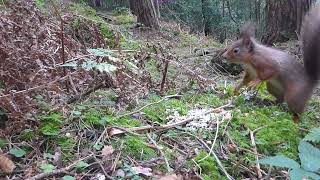 Red squirrel 2