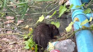 Big Rat eating after rain