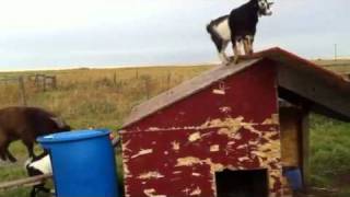 New pygmy goats! these are 3 new Females and 1 Wither Male