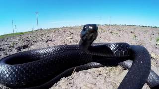 GoPro Snake   Black Racer - strikes camera!