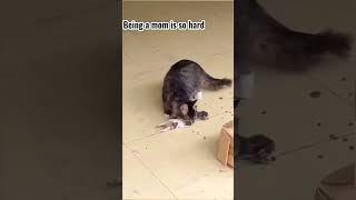 Funny Animal Videos 2023😂 - Funniest Cats and dogs Video 😺😍