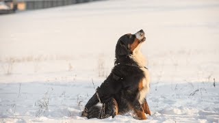 Bernese Mountain Dog Litter Size and Care