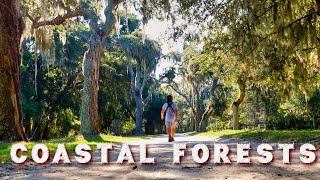 Amazing Nature on America's Atlantic Coastline | Maritime Forest Explained