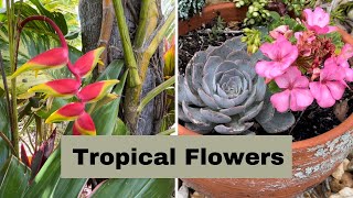 Collection of Our Tropical Flowers. Tropical garden