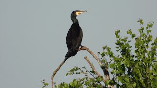 Ptaki wodne - część 7 - Kormoran